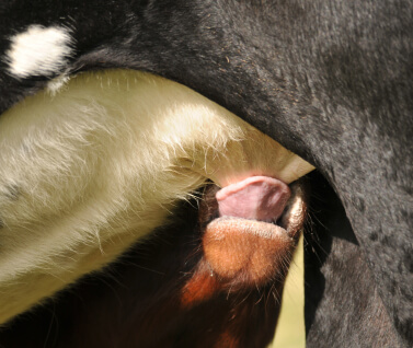 Svøberefleksen vist med kalv der svøber om patten med sin tunge.