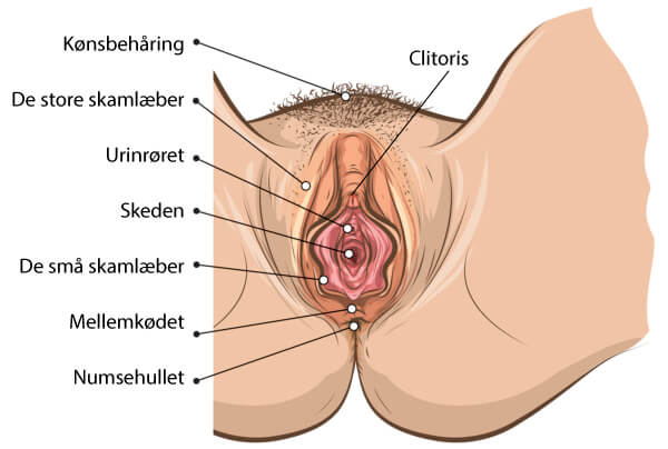 Tegning af de kvindelige kønsorganer set nedefra; clitoris, skamlæberne, skeden 