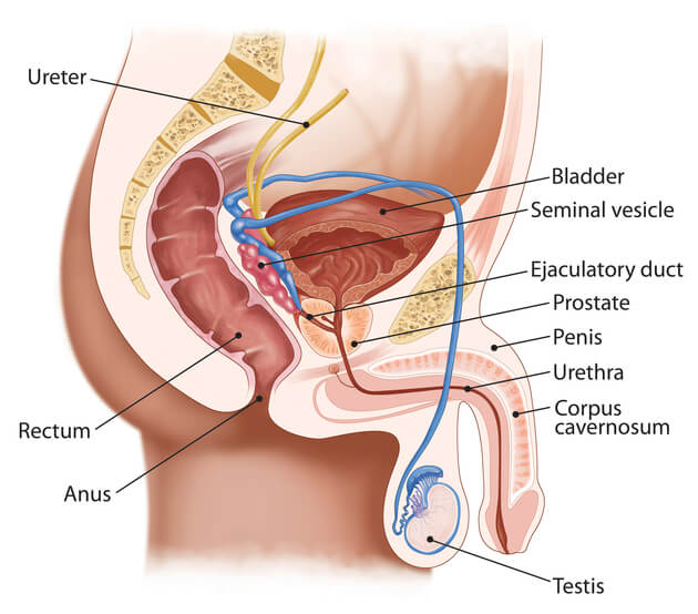 De mandlige kønsorganer; penis samt de to testikler, der ligger i pungen.