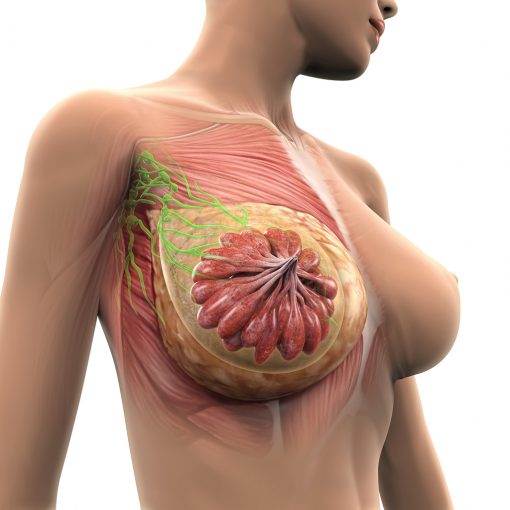 Illustration af det kvindelige brysts anatomi i forhold til amning