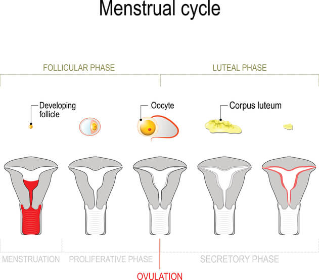 Menstruationscyklus ægløsning