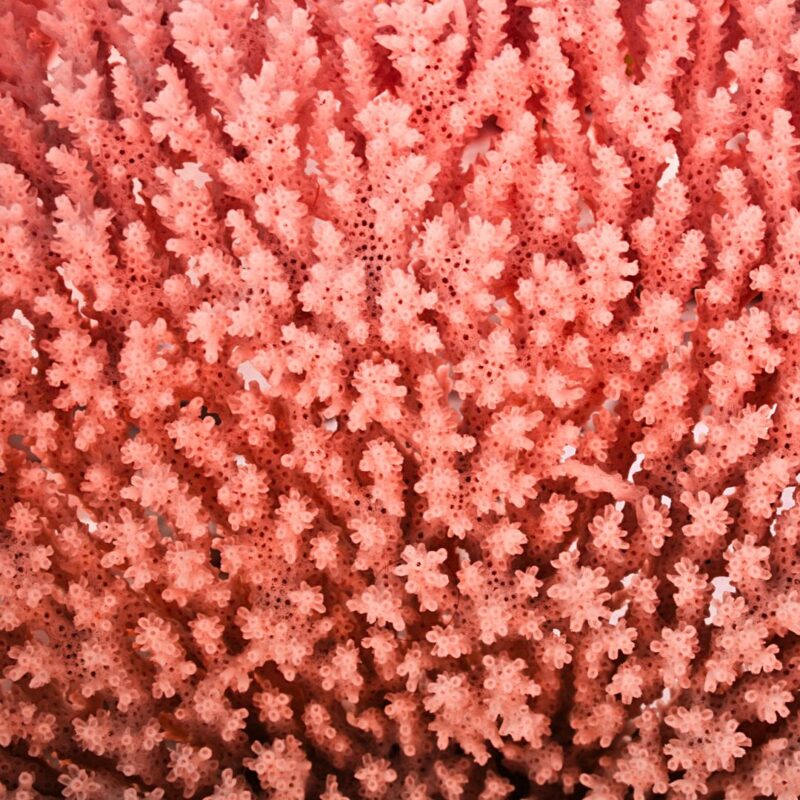 Coral