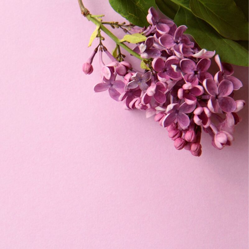 Dusky Lilac