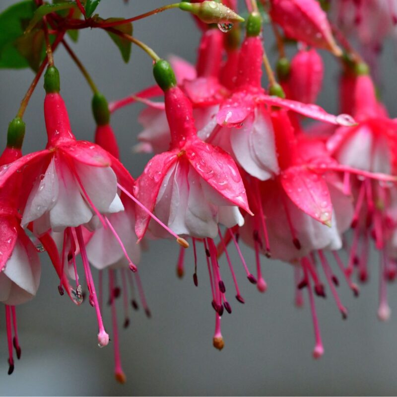 Fuchsia sutter