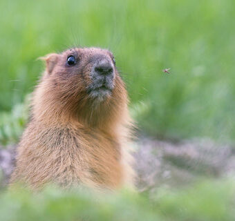 Woodchuck_480x480