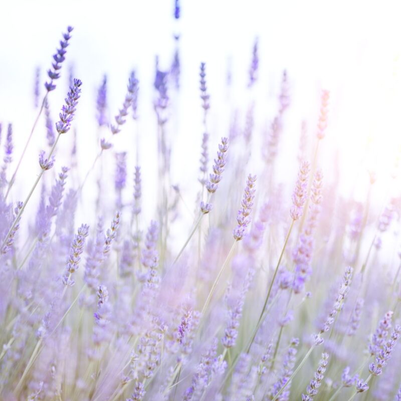 lavender haze sutter