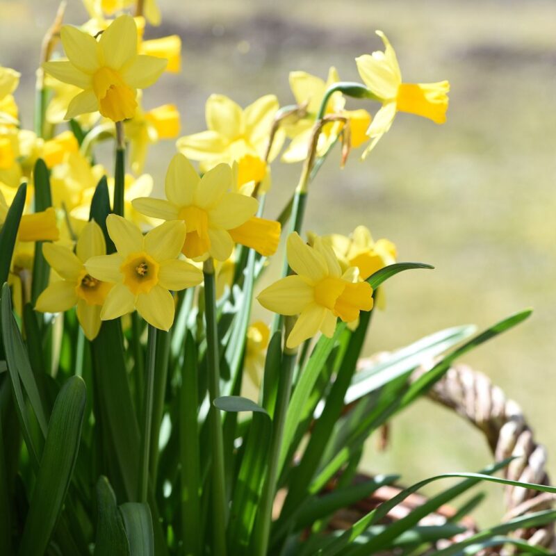 pale daffodil sutter (1)