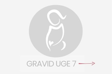 gravid uge 7