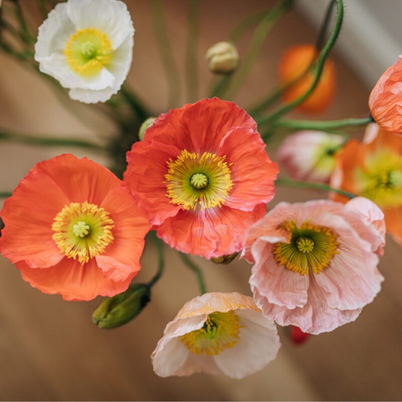 poppy flower orange