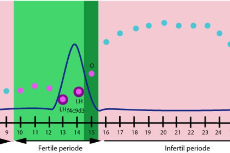 fertile periode