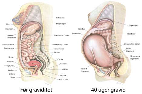 graviditetsforandringer